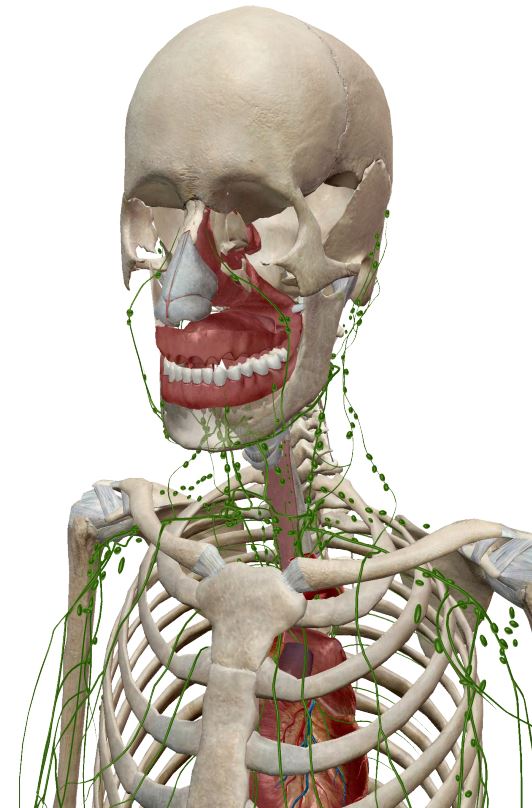 A skeleton with green plants growing from it's chest.