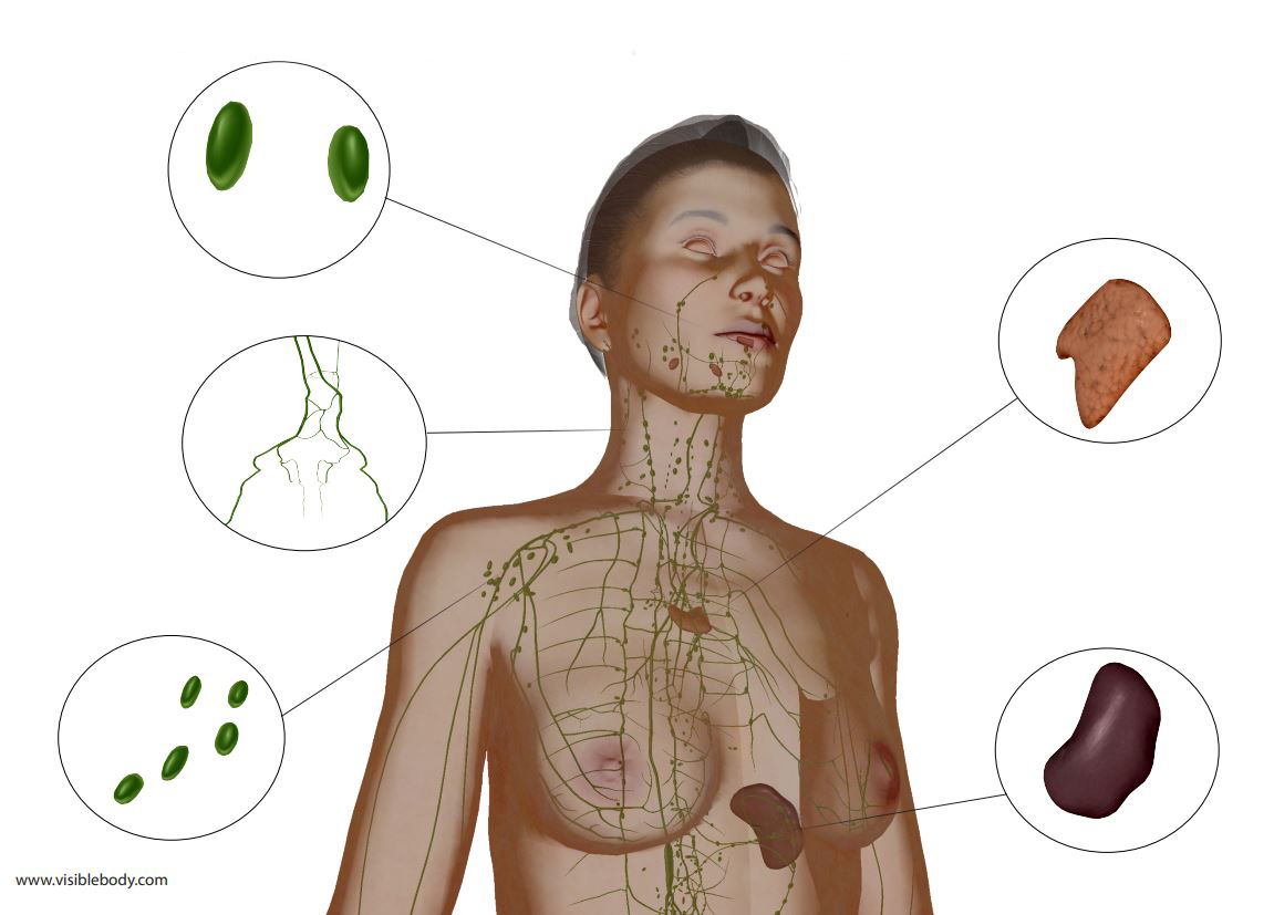 A man with various lymphatic organs and their locations.