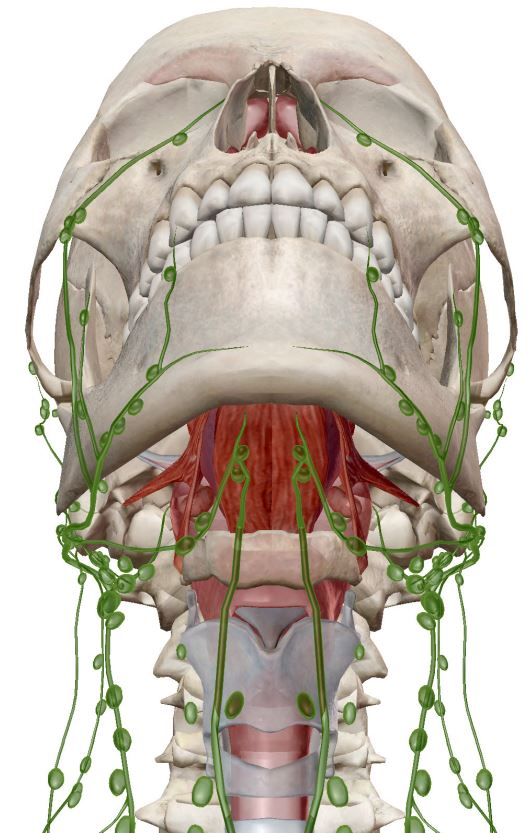 A close up of the face and mouth muscles